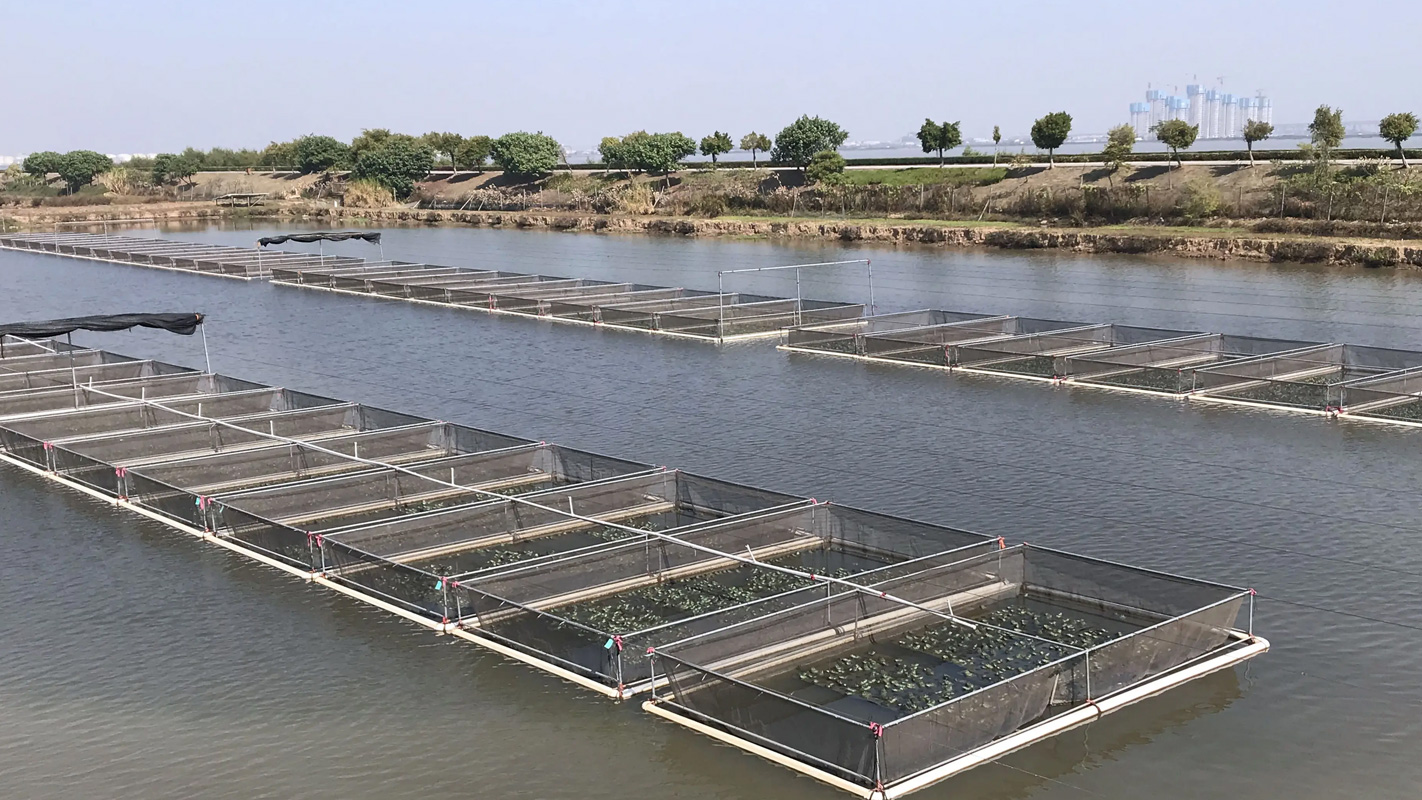 Udvikle karakteristisk akvakultur og introducere kanal havkat med succes i chongming
